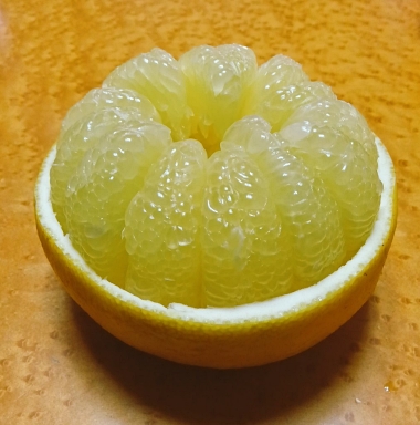 土佐文旦 柑橘類 フルーツ