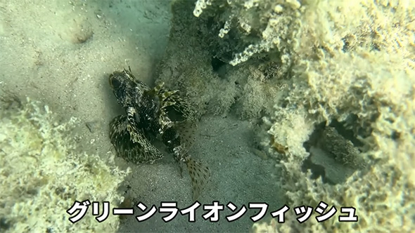 グリーンライオンフィッシュ