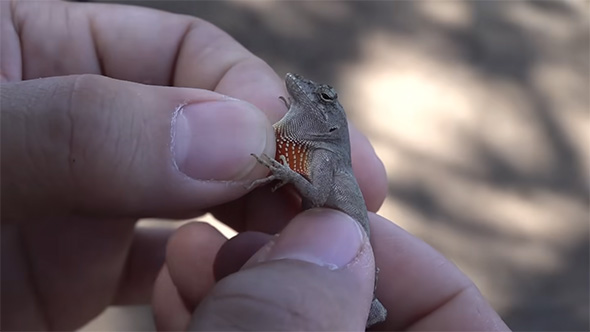 ブラウンアノールの喉