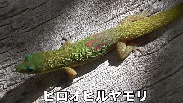 ヒロオヒルヤモリ