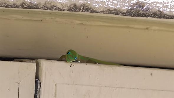 ひょっこりするヒロオヒルヤモリ