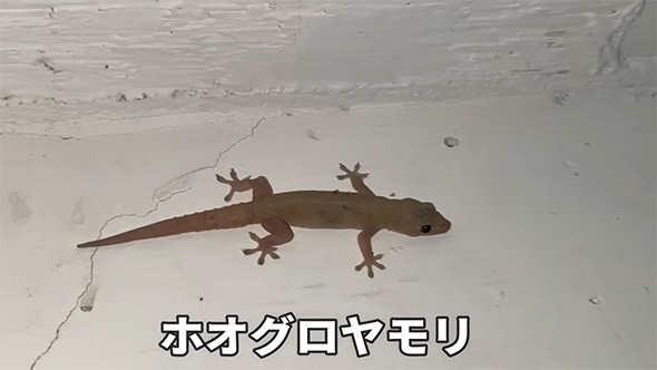 ホオグロヤモリ