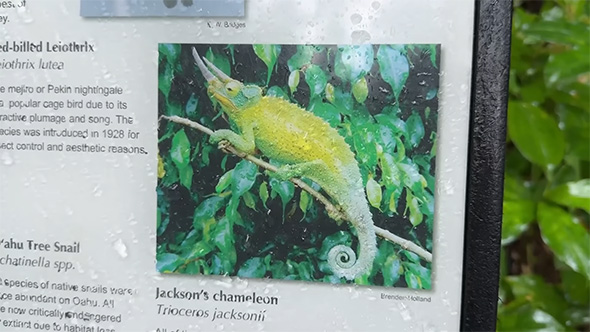 ジャクソンカメレオンの看板