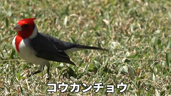 コウカンチョウ