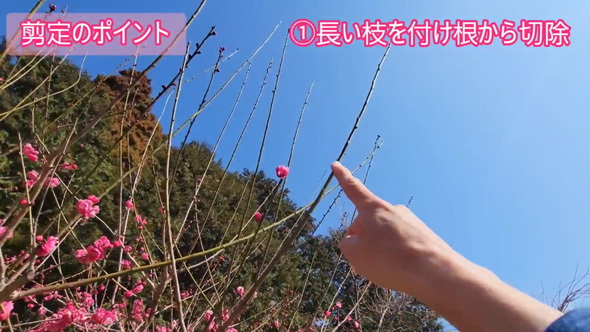 梅 剪定 風情ある 樹形 ウメ 手入れ コツ