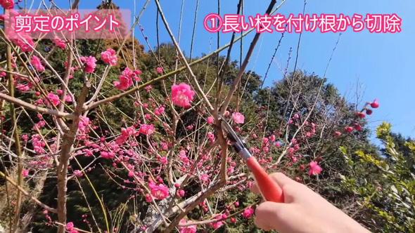 梅 剪定 風情ある 樹形 ウメ 手入れ コツ