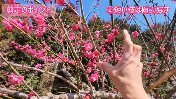 梅 剪定 風情ある 樹形 ウメ 手入れ コツ