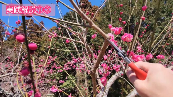 梅 剪定 風情ある 樹形 ウメ 手入れ コツ