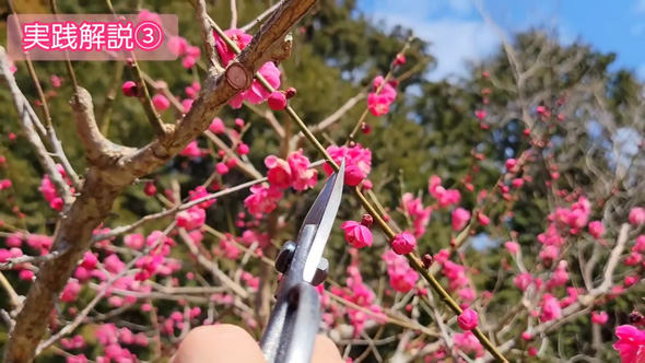 梅 剪定 風情ある 樹形 ウメ 手入れ コツ