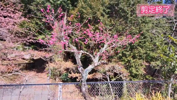 梅 剪定 風情ある 樹形 ウメ 手入れ コツ