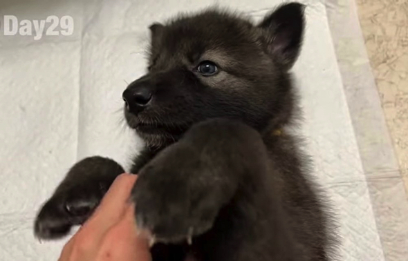 子犬時代のウルフドッグ