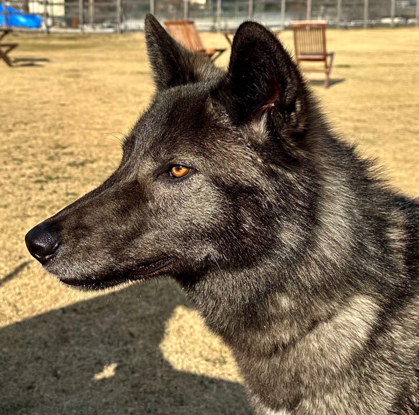 凛々しい姿に成長したウルフドッグ