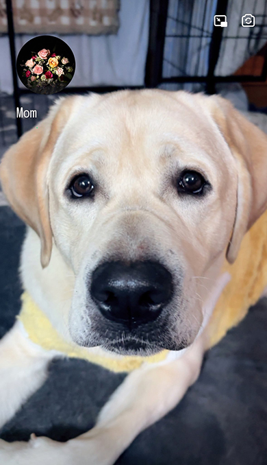 なんともいえない表情のワンコ