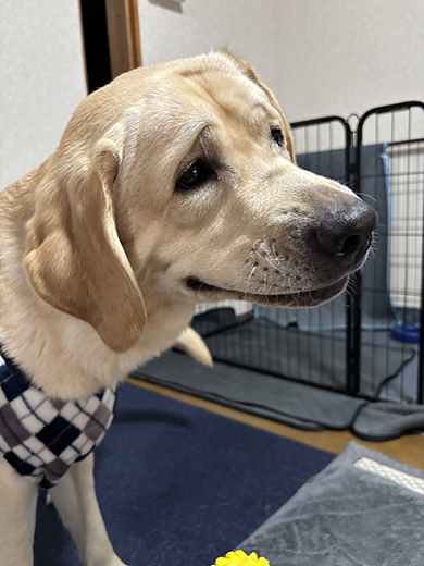 なんともいえない表情のワンコ