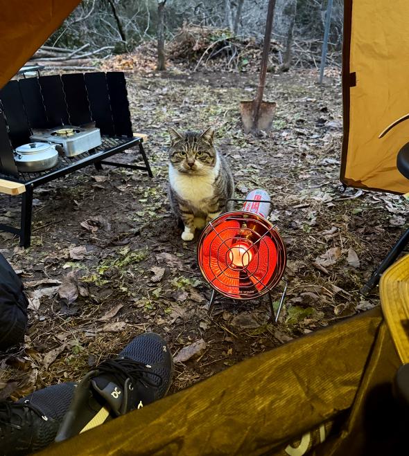 キャンプ中にやってきた猫