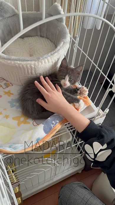 愛猫 1年1カ月 変化 成長 メインクーン 大きい