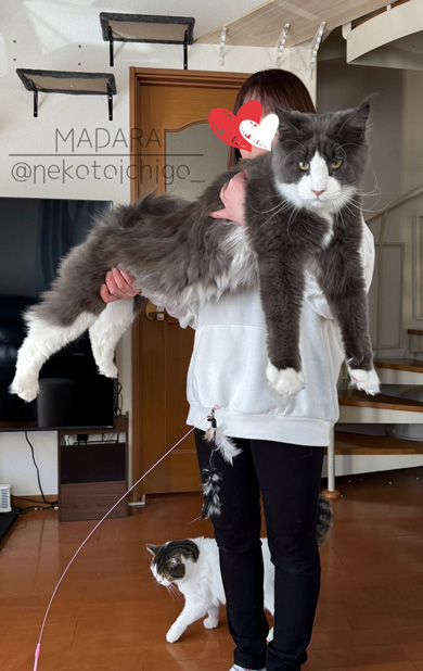 愛猫 1年1カ月 変化 成長 メインクーン 大きい