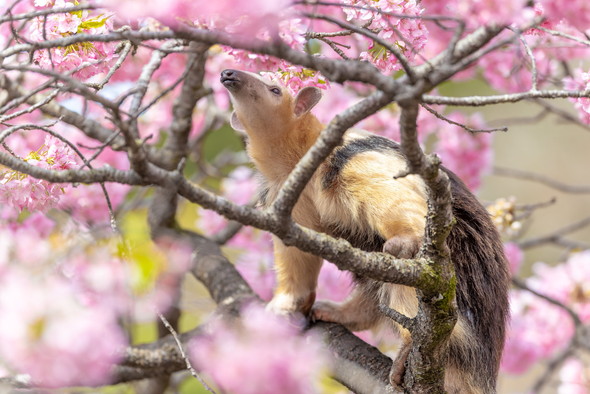 桜とミナミコアリクイ