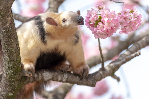 桜とミナミコアリクイ