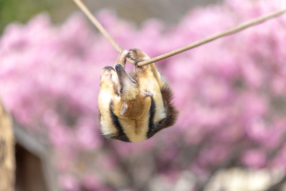 桜とミナミコアリクイ