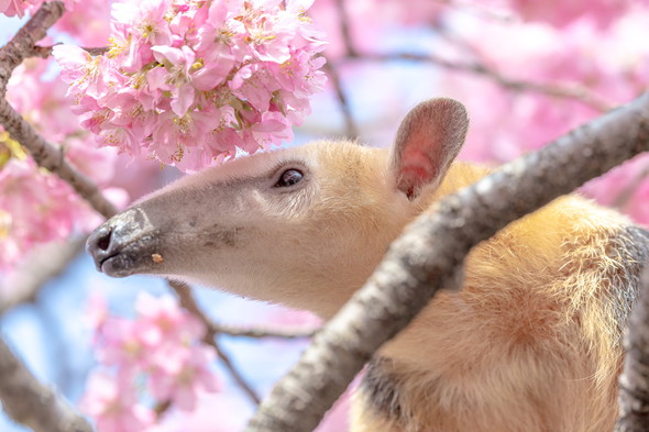 桜とミナミコアリクイ