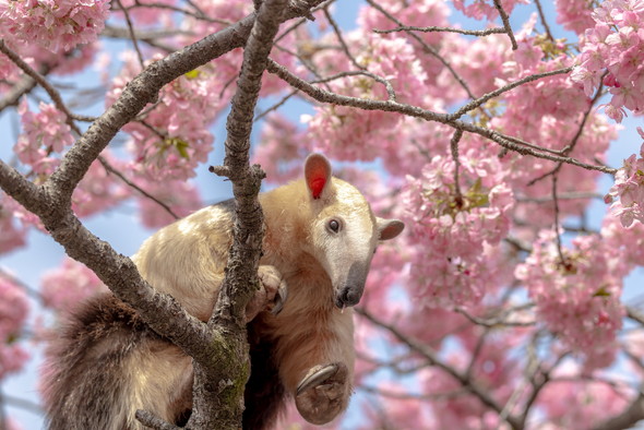 桜とミナミコアリクイ