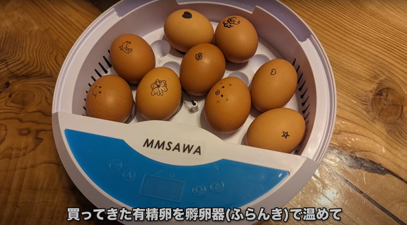 有精卵から生まれたひよこ