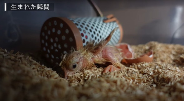 有精卵から生まれたひよこ