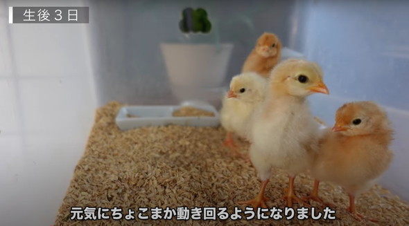 有精卵から生まれたひよこ