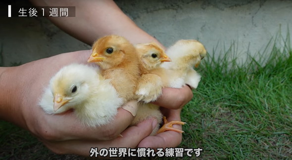有精卵から生まれたひよこ