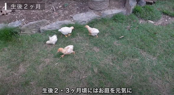 有精卵から生まれたひよこ