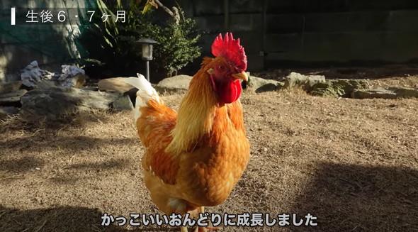 有精卵から生まれたひよこ