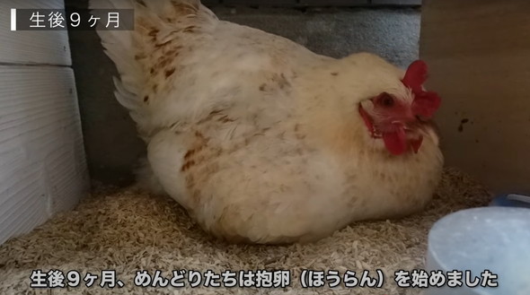 有精卵から生まれたひよこ