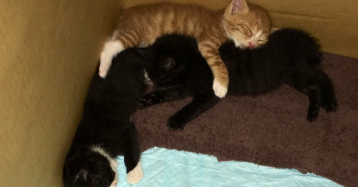 春のつめたい雨に打たれ、身を寄せ合っていた3匹の子猫→9年後