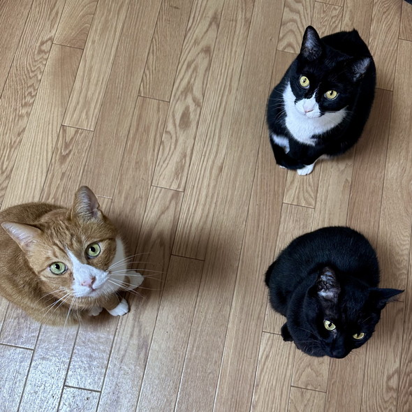 見上げる猫ちゃん3匹