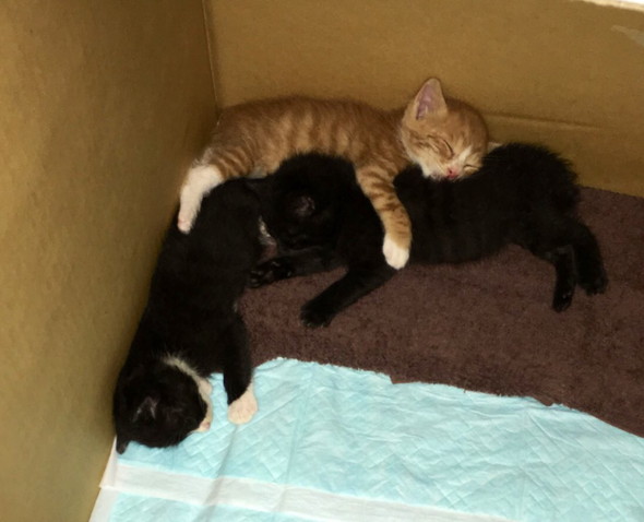くっついて眠る子猫ちゃん3匹