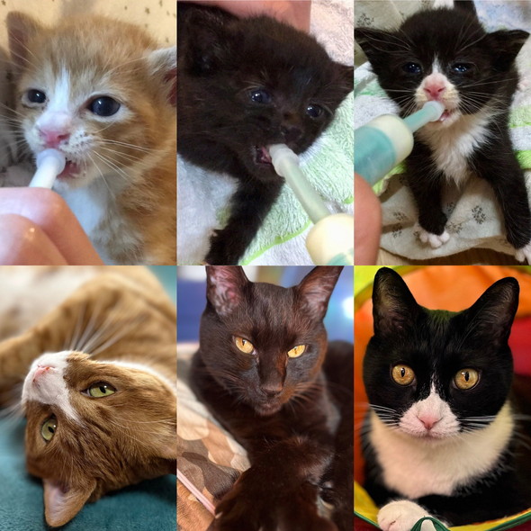 3匹の子猫のビフォーアフター