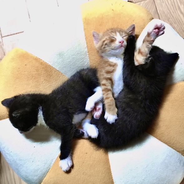 3匹の子猫ちゃん