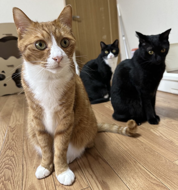 3匹の猫ちゃん
