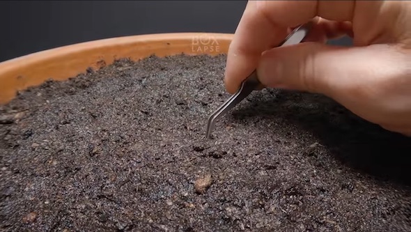 タバコの種を土にピンセットで植えているところ