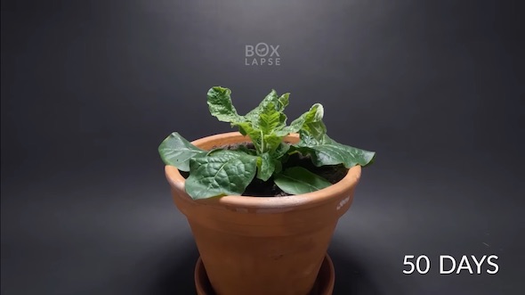 50日目のタバコ