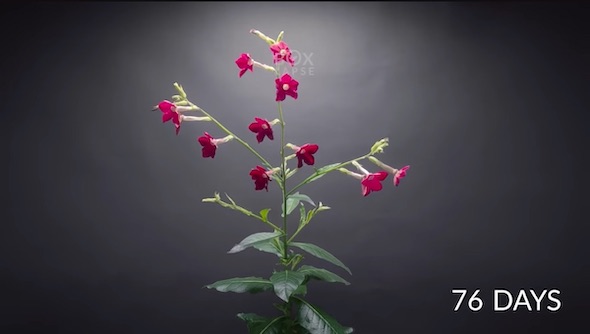 76日目のタバコ