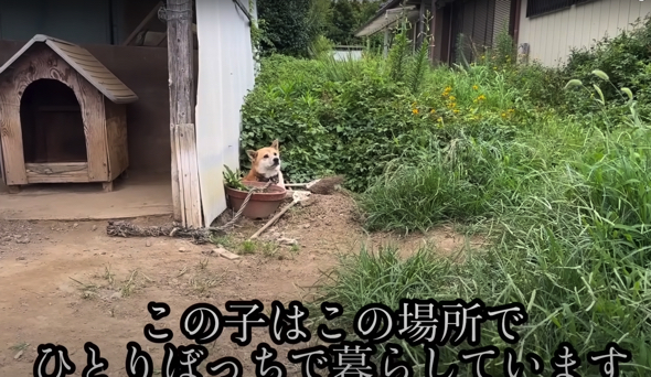 出会ったころは、毛並みがボサボサでやせ細っていました