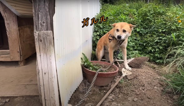 「ガルルル……」とうなり警戒気味です