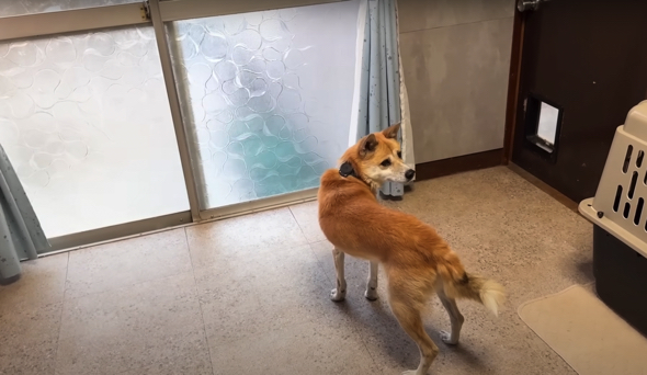 まだ痩せ型ですが、元気な様子のワンコ