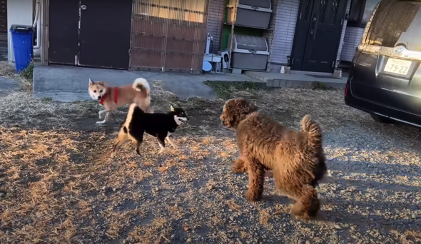 先住犬たちが遊びに誘ってくれました