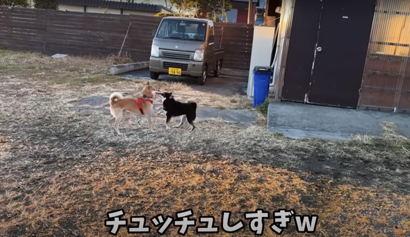 鼻先をくっつけてチュッチュ