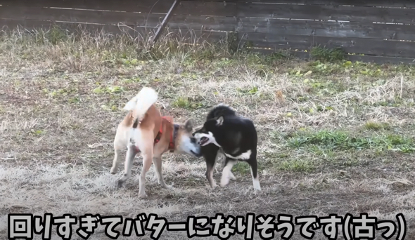 お互いのお尻を嗅いでくるくる回っています