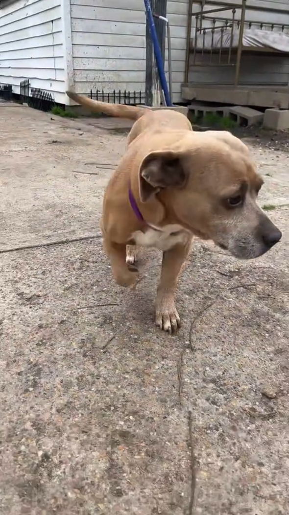 おっとりママとワイルドパパから生まれた子犬