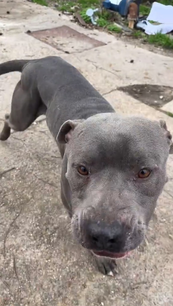 おっとりママとワイルドパパから生まれた子犬